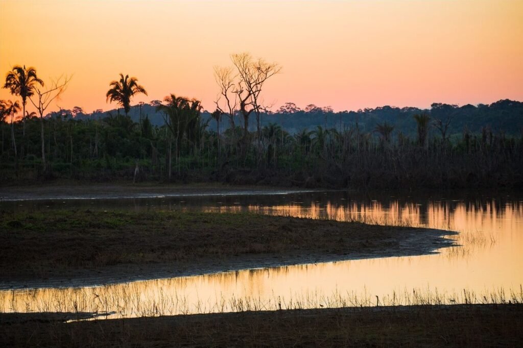 Forest and wetland landscape at sunset in the Bom Futuro region
